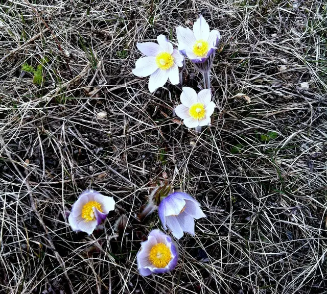 Spring crocuses (prairie crocus) in the grass