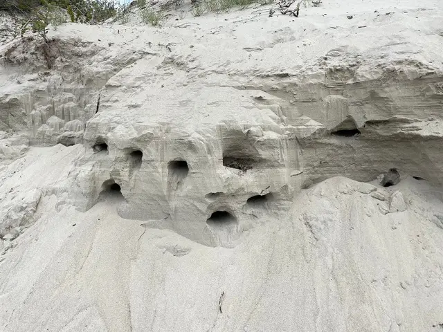 Sand bank with bird nesting holes